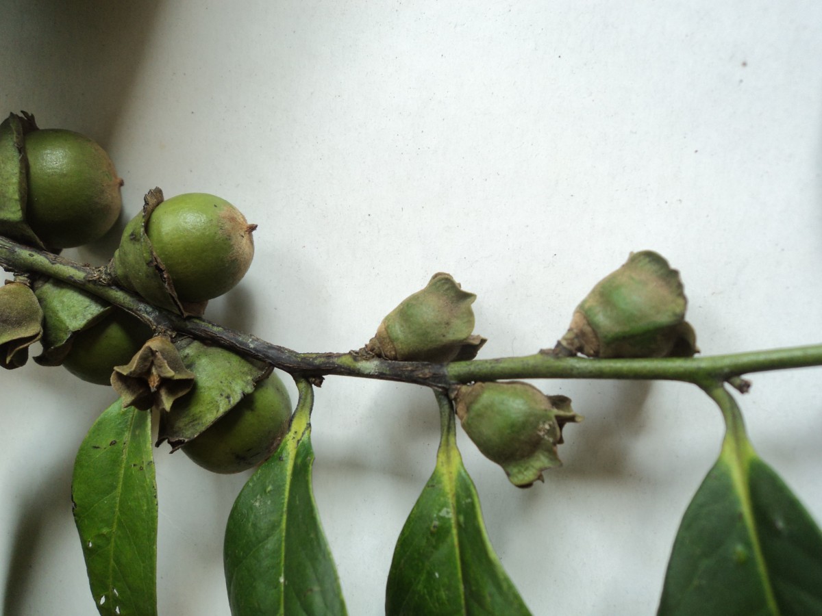 Diospyros walkeri (Wight) Gürke